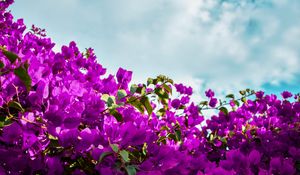 Preview wallpaper bougainvillea, flowers, purple, bloom, sky, clouds