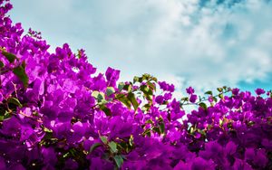 Preview wallpaper bougainvillea, flowers, purple, bloom, sky, clouds