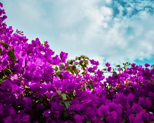 Preview wallpaper bougainvillea, flowers, purple, bloom, sky, clouds