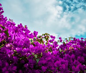 Preview wallpaper bougainvillea, flowers, purple, bloom, sky, clouds