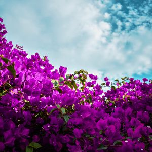 Preview wallpaper bougainvillea, flowers, purple, bloom, sky, clouds