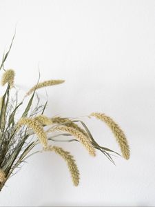 Preview wallpaper bouquet, ears, plants, minimalism