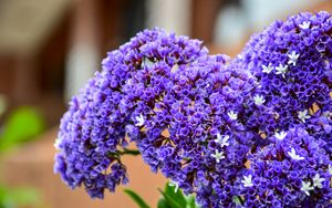 Preview wallpaper bouquet, flower, purple