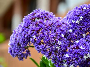 Preview wallpaper bouquet, flower, purple