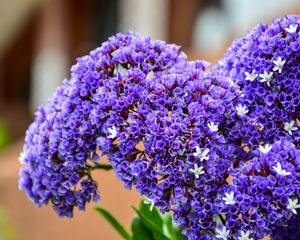 Preview wallpaper bouquet, flower, purple