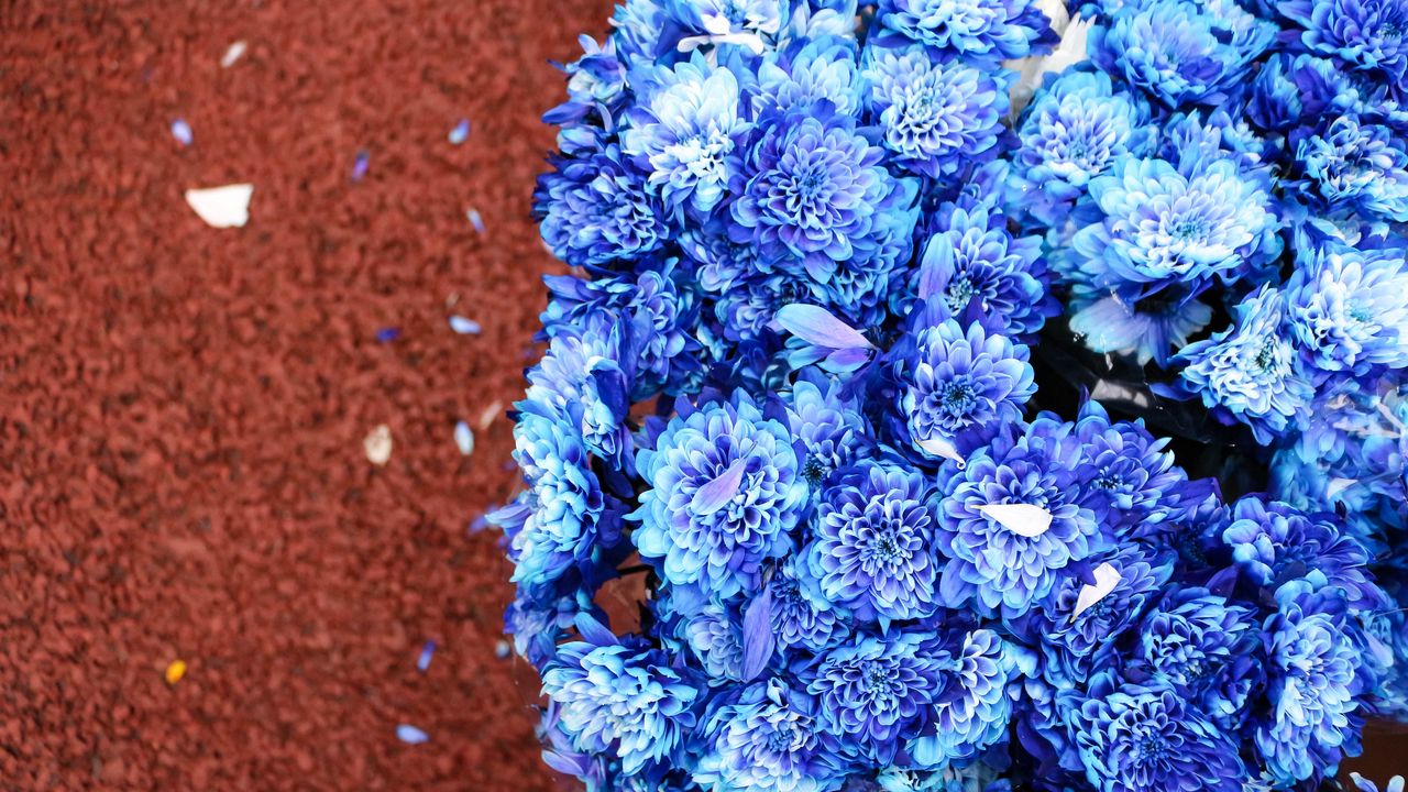 Wallpaper bouquet, flowers, blue, petals, bloom