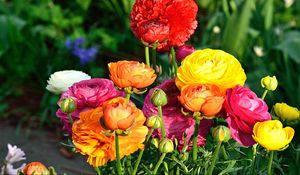 Preview wallpaper bouquet, flowers, colorful
