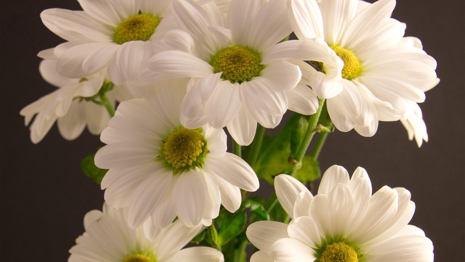 Download wallpaper 1920x1080 bouquet, flowers, petals, white full hd, hdtv,  fhd, 1080p hd background