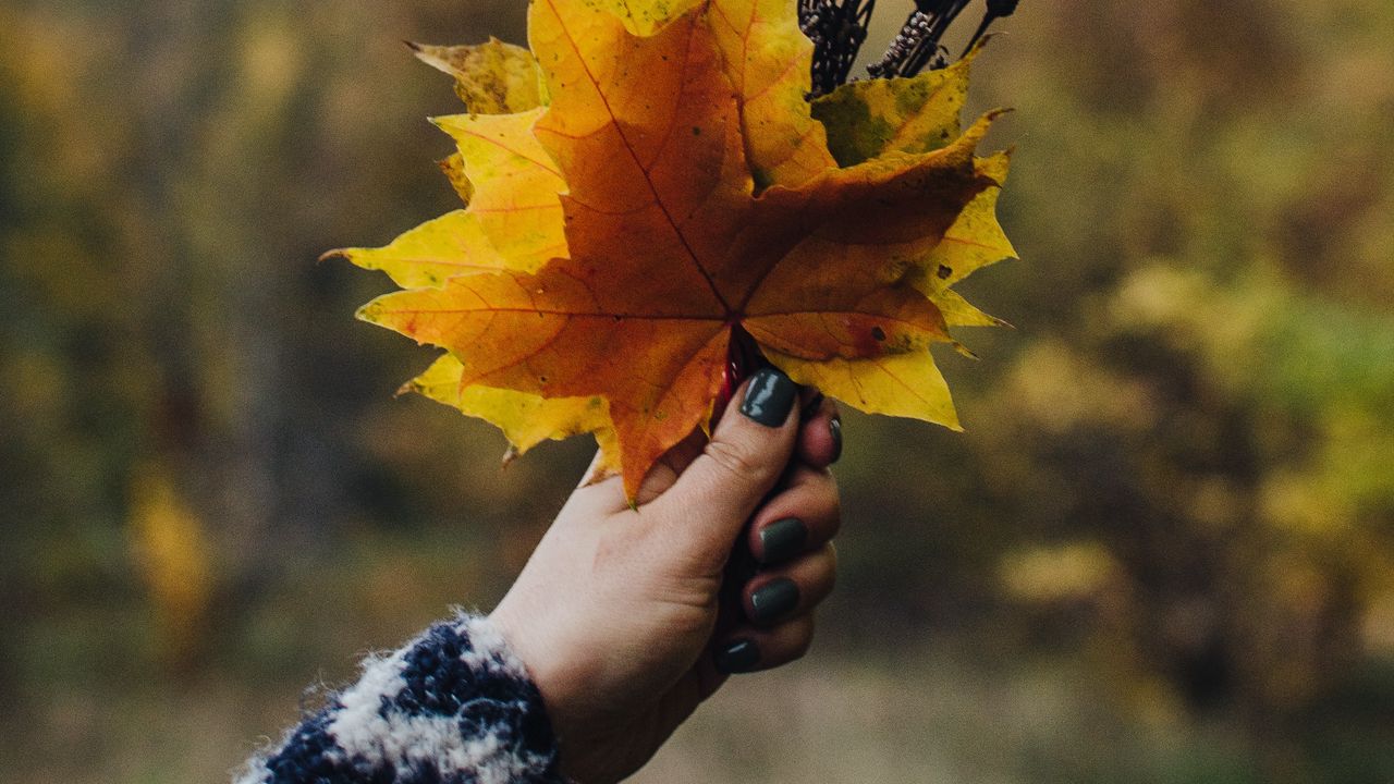 Wallpaper bouquet, leaves, branches, hand, autumn