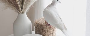 Preview wallpaper bouquet, radio, dove, decor, white