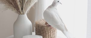 Preview wallpaper bouquet, radio, dove, decor, white