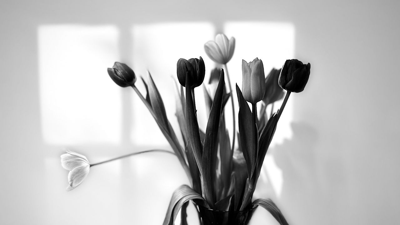 Wallpaper bouquet, tulips, flowers, vase, black and white