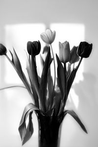 Preview wallpaper bouquet, tulips, flowers, vase, black and white