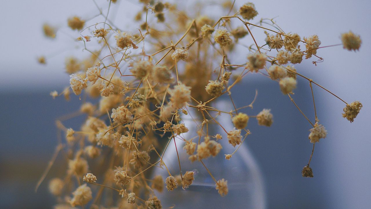 Wallpaper bouquet, vase, flowers, dry