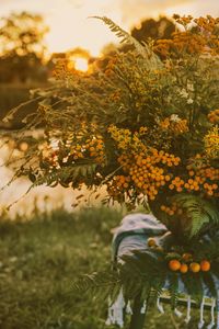 Preview wallpaper bouquet, wild flowers, flowers, sunlight