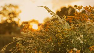 Preview wallpaper bouquet, wild flowers, flowers, sunlight