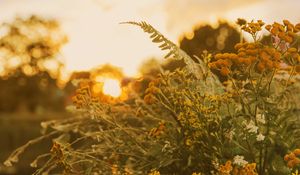 Preview wallpaper bouquet, wild flowers, flowers, sunlight