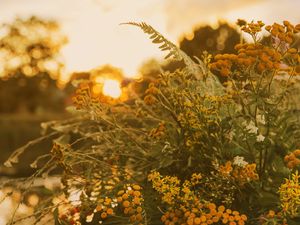 Preview wallpaper bouquet, wild flowers, flowers, sunlight