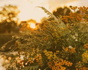 Preview wallpaper bouquet, wild flowers, flowers, sunlight