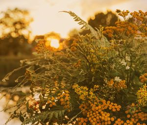 Preview wallpaper bouquet, wild flowers, flowers, sunlight