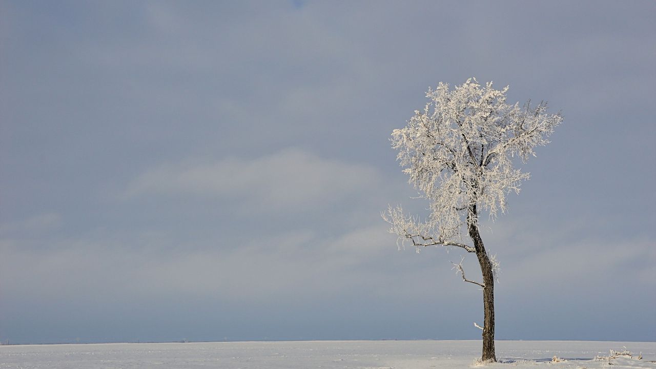 Wallpaper box, tree, winter