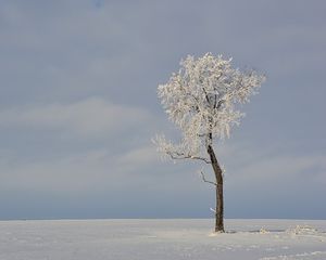 Preview wallpaper box, tree, winter