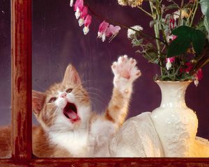 Preview wallpaper box, vase, flowers, kitten, playful