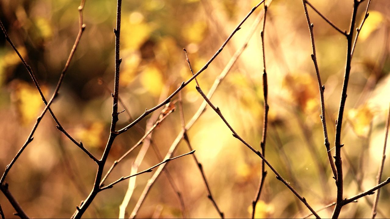 Wallpaper branch, autumn, background