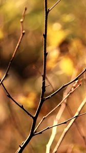 Preview wallpaper branch, autumn, background