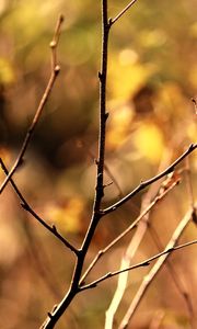 Preview wallpaper branch, autumn, background