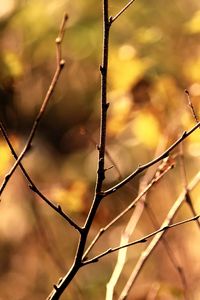 Preview wallpaper branch, autumn, background