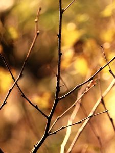 Preview wallpaper branch, autumn, background