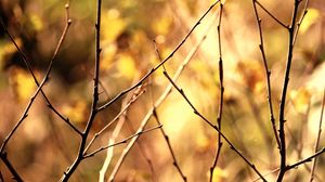 Preview wallpaper branch, autumn, background