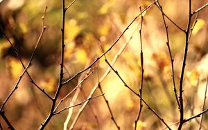 Preview wallpaper branch, autumn, background