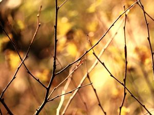 Preview wallpaper branch, autumn, background