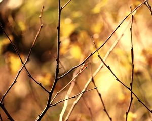 Preview wallpaper branch, autumn, background