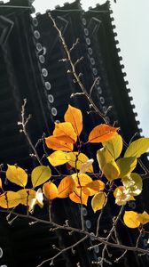 Preview wallpaper branch, autumn, leaves, pagoda