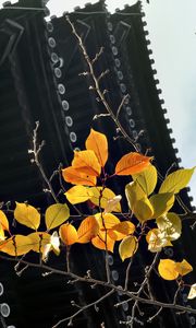 Preview wallpaper branch, autumn, leaves, pagoda