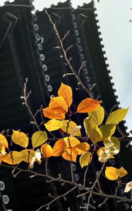 Preview wallpaper branch, autumn, leaves, pagoda