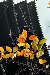 Preview wallpaper branch, autumn, leaves, pagoda