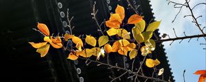 Preview wallpaper branch, autumn, leaves, pagoda