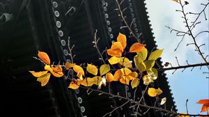 Preview wallpaper branch, autumn, leaves, pagoda