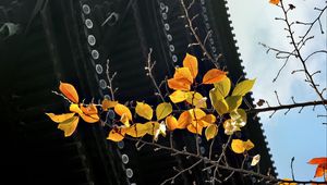 Preview wallpaper branch, autumn, leaves, pagoda