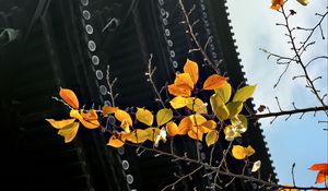 Preview wallpaper branch, autumn, leaves, pagoda