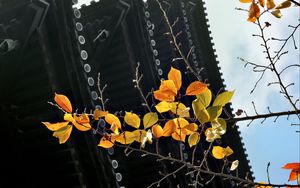 Preview wallpaper branch, autumn, leaves, pagoda