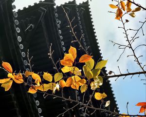 Preview wallpaper branch, autumn, leaves, pagoda