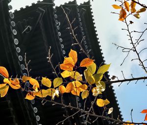 Preview wallpaper branch, autumn, leaves, pagoda