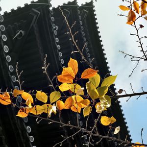 Preview wallpaper branch, autumn, leaves, pagoda