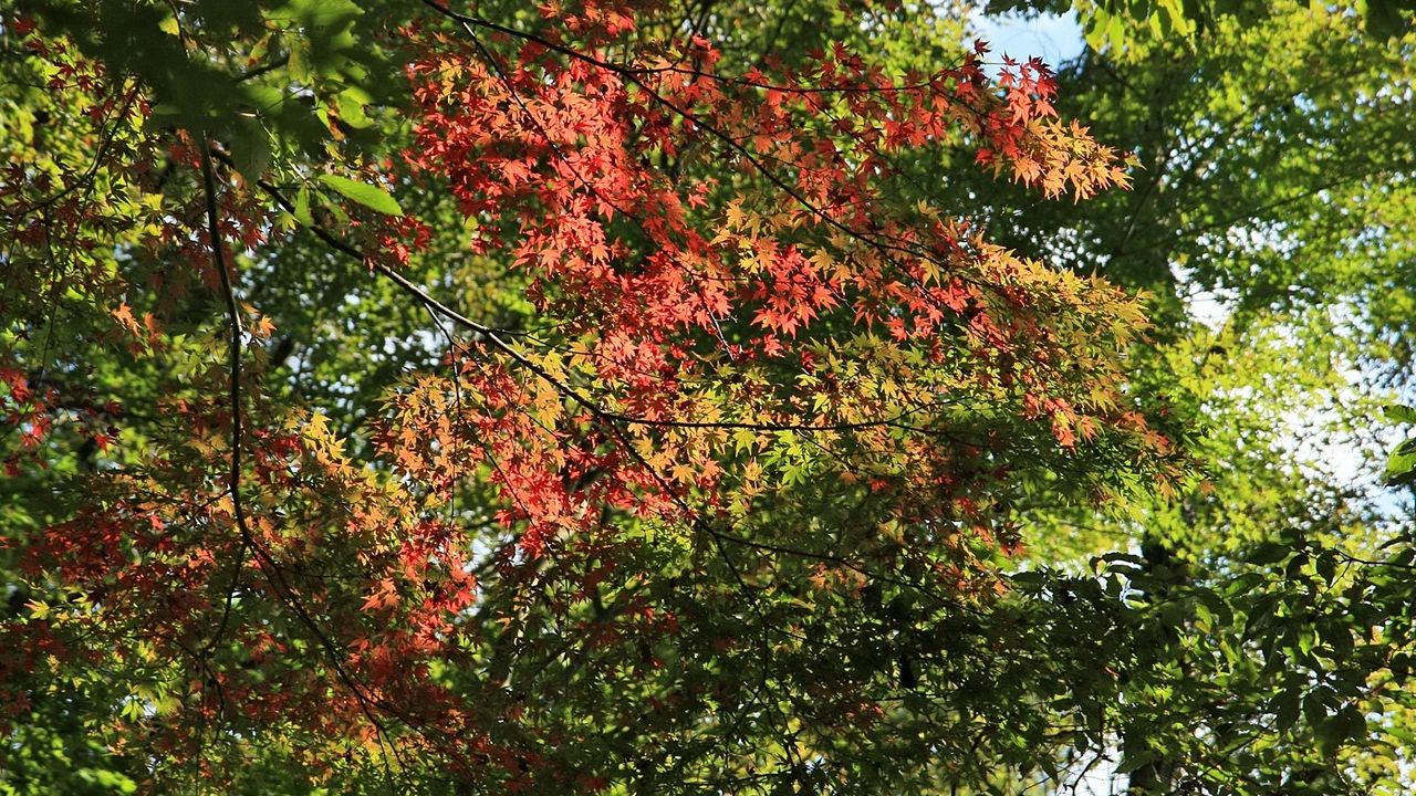 Wallpaper branch, autumn, leaves
