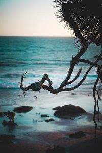 Preview wallpaper branch, beach, sea, water, sand